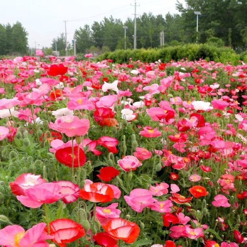 沭阳花卉批发