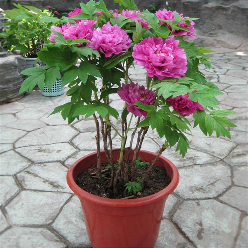 沭阳县满城花电子商务有限公司：花开满城，生意兴隆