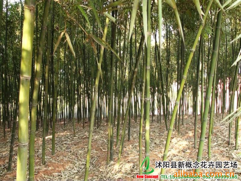 电子商务是什么？这不仅仅是一个问题，更是一种生活方式的转变。