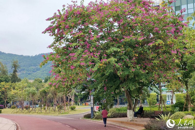 满城花