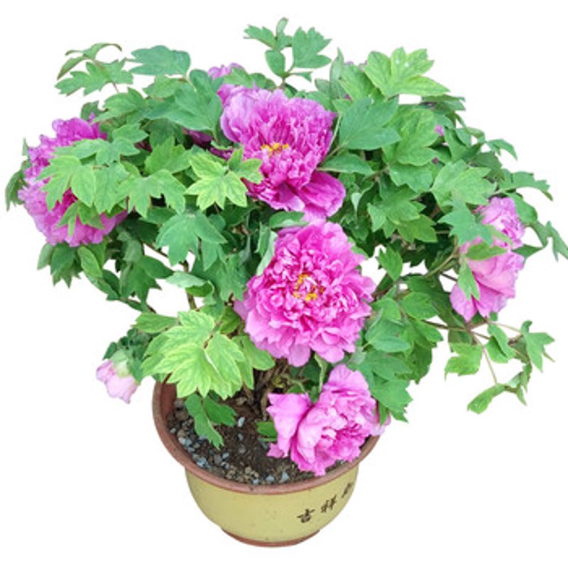盆景花苗