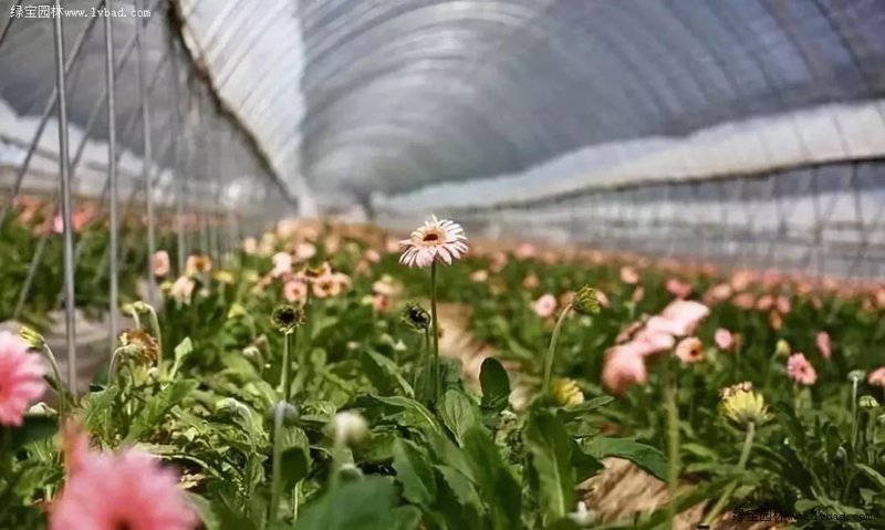 花卉绿植电商